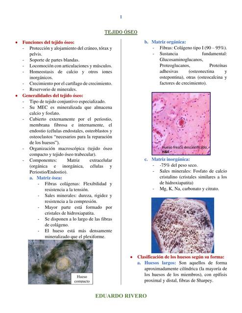 tejido oseo histología