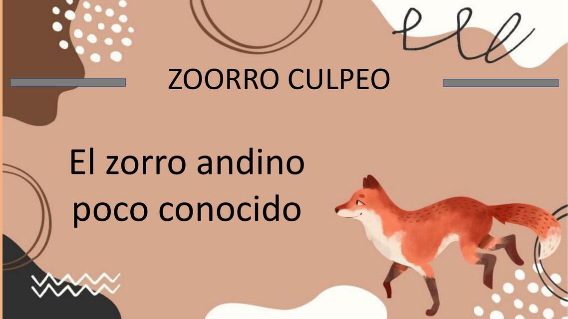 El Zorro Andino poco Conocido 