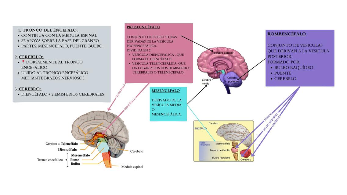 Partes del Encéfalo