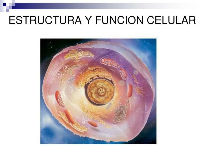 Estructura y función celular 