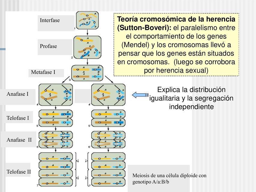 Formulación De La Teoría Cromosómica De La Herencia www.udocz.com