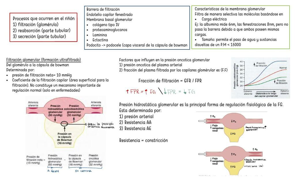 fisiologia renal