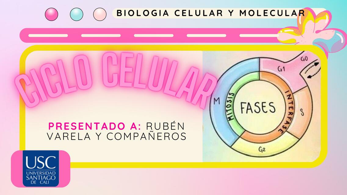 Ciclo celular 