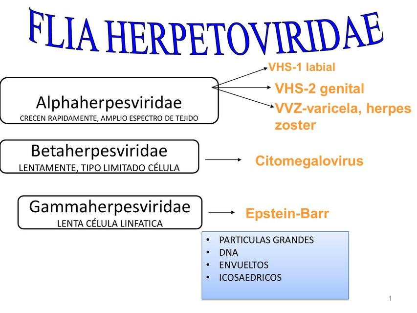 Flia herpetoviridae herpes virus