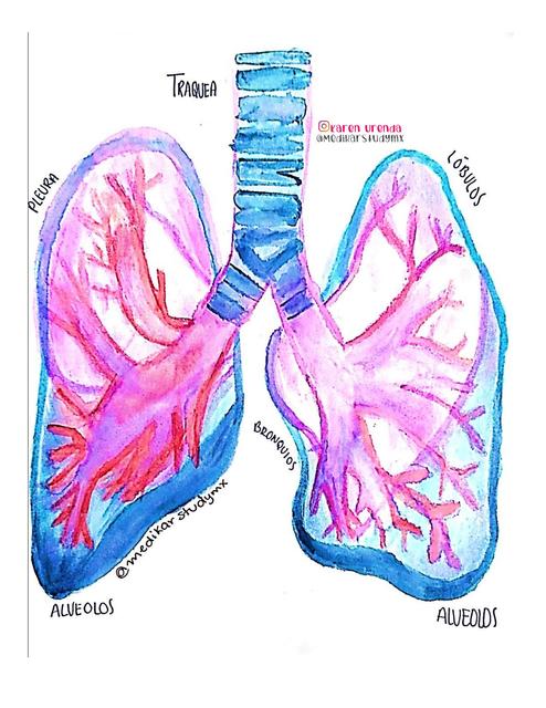 ANATOMÍA DE LOS PULMONES (ACUARELA)