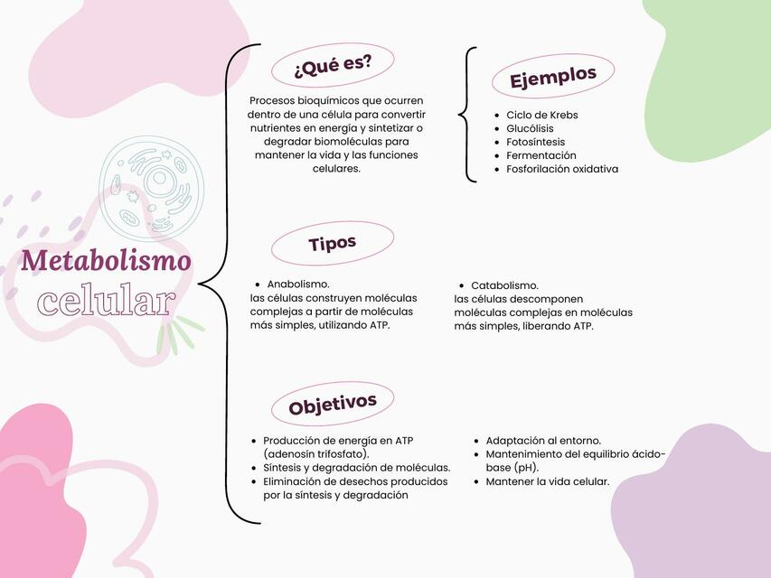 Metabolismo celular