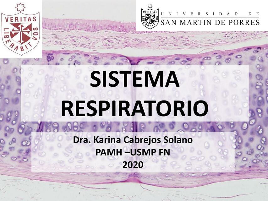 Sistema Respiratorio HISTOLOGIA