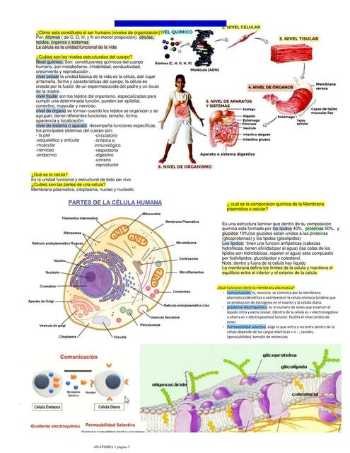 ANATOMIA CELULA