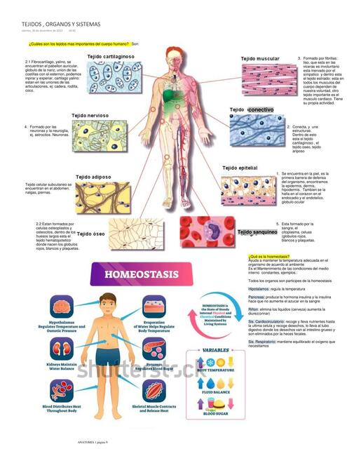 ANATOMIA TEJIDOS