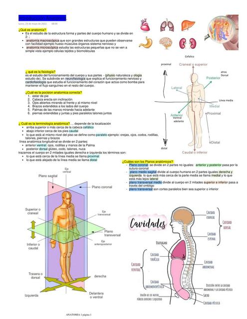 ANATOMIA INTRODUCCION