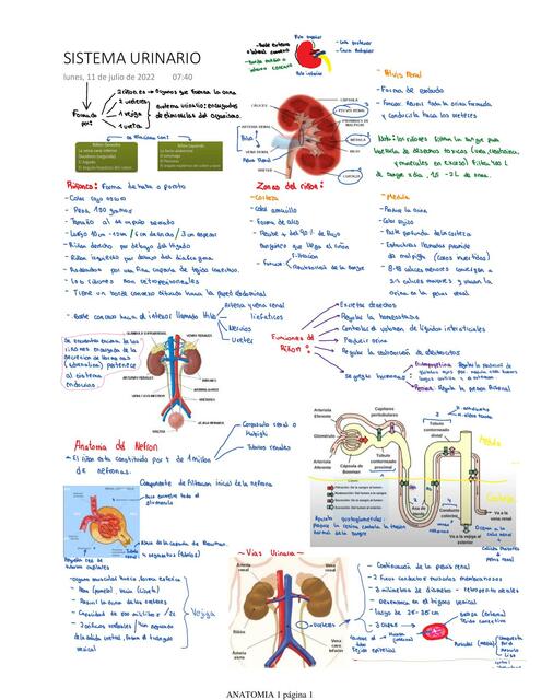 ANATOMIA SISTEMA URINARIO