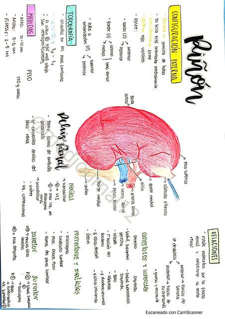 RESUMEN A MANO DEL SISTEMA RENAL DIBUJOS EXPLICADOS