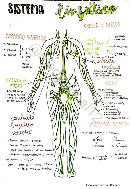 RESUMEN A MANO DEL SISTEMA LINFATICO ANATOMIA