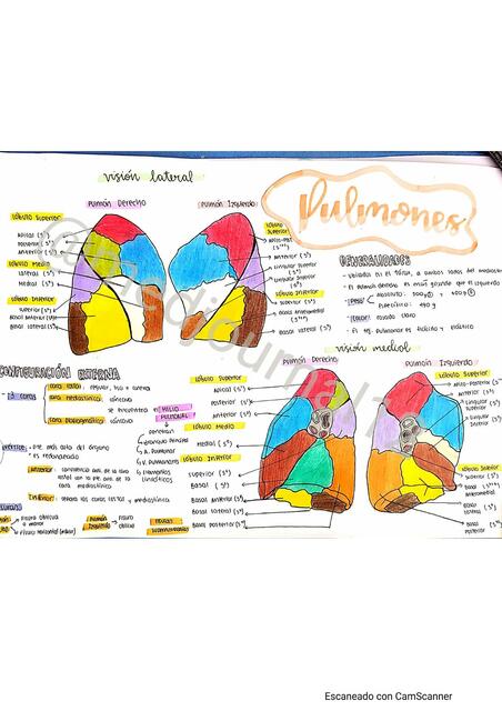 RESUMEN A MANO DE SEGMENTACIONJ PULMONAR Y LOBULOS