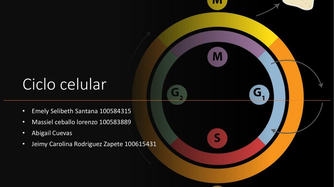 Ciclo celular