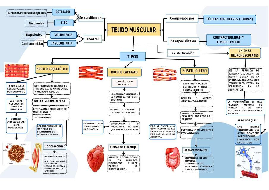 TEJIDO MUSCULAR