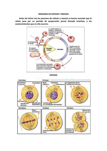 Imágenes de mitosis y meiosis