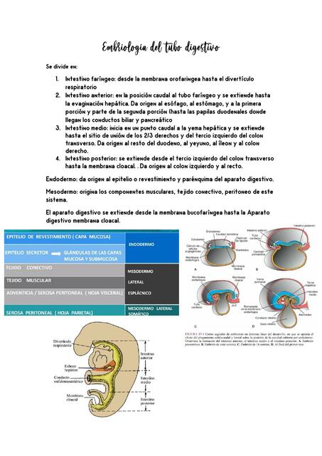 Embriología del tubo digestivoo