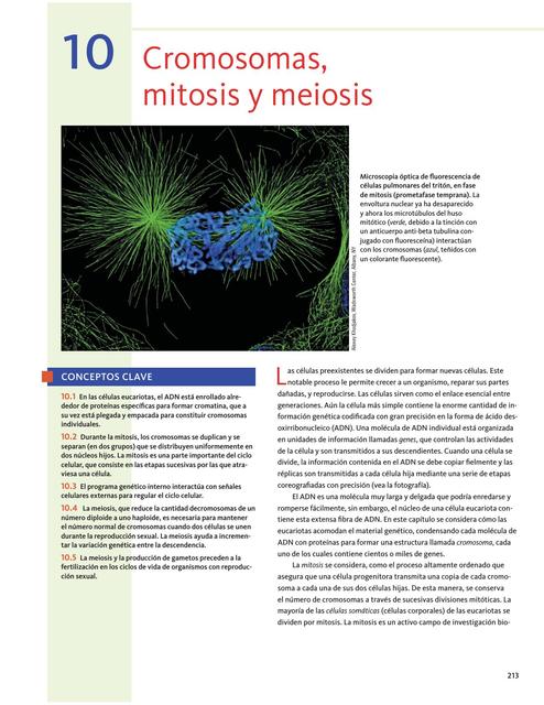 CROMOSOMAS MITOSIS Y MEIOSIS