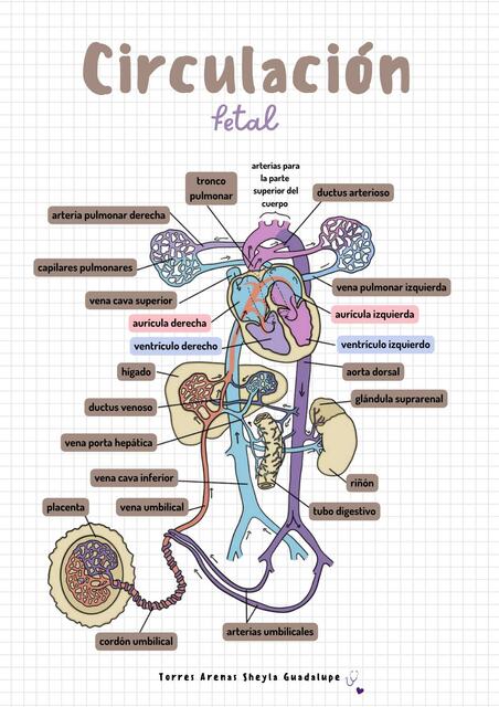 Circulación fetal