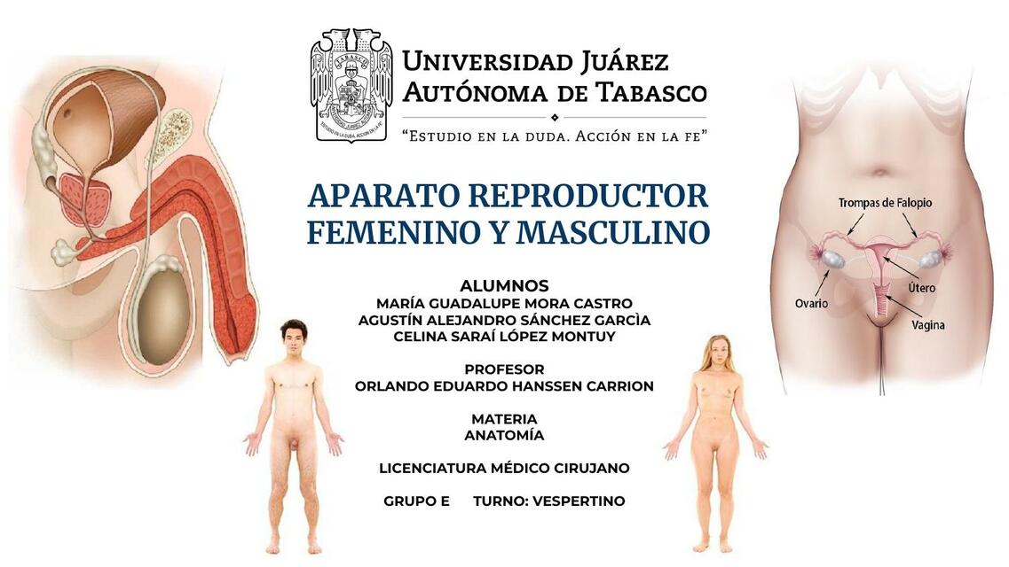 ANATOMIA DEL APARATO REPRODUCTOR FEMENINO Y MASCULINO