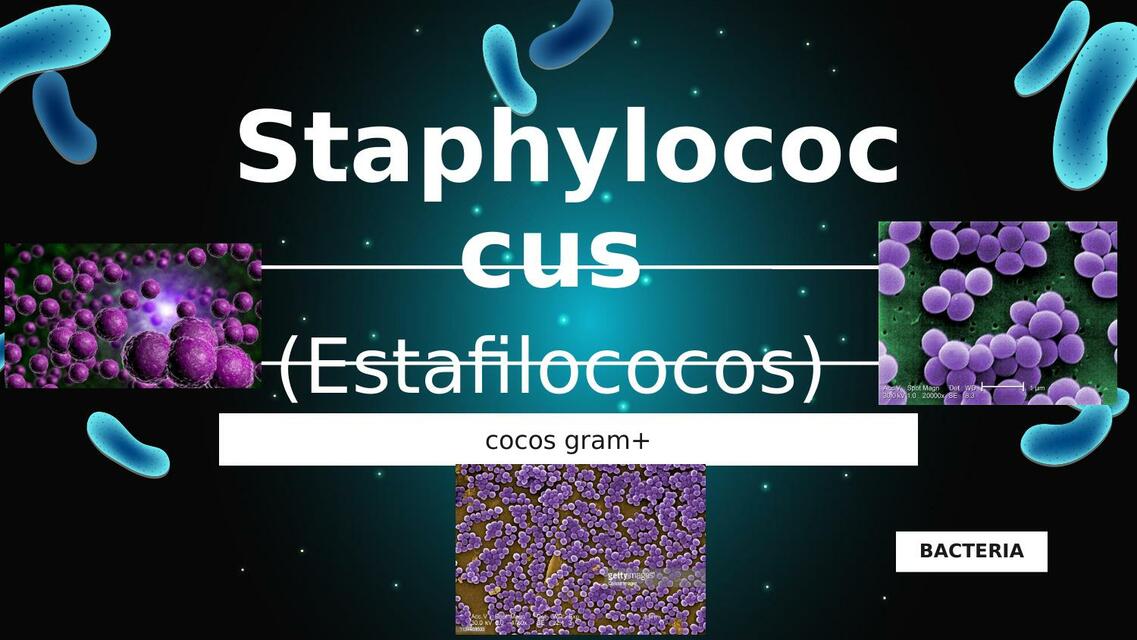 Staphylococcus