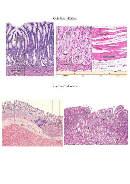 Histología digestivo II