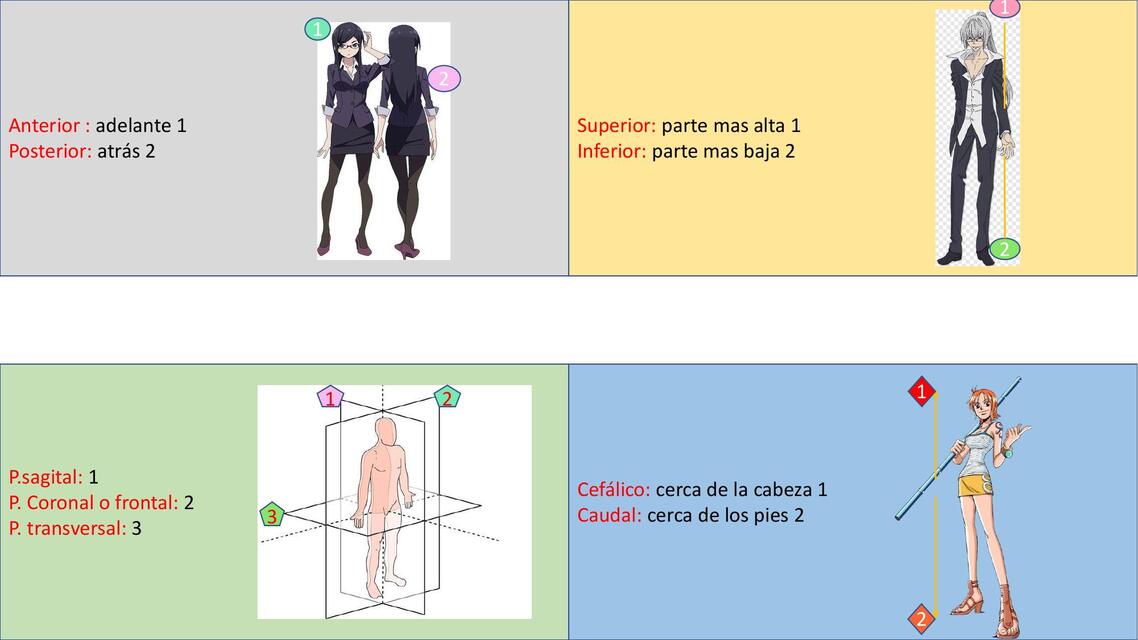 ANATOMIA APUNTES 2