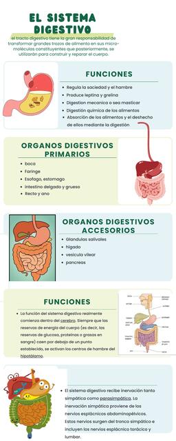 infografia del sistema digestivo