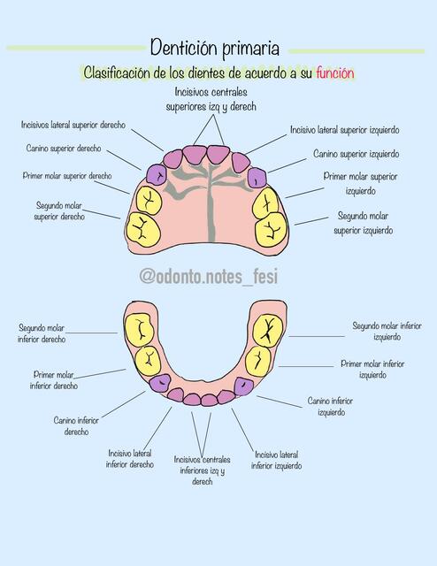 Clasificación De Dientes