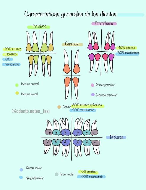 Características General De Los Dientes