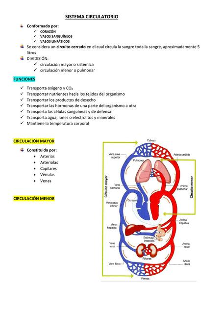 Sistema circulatorio