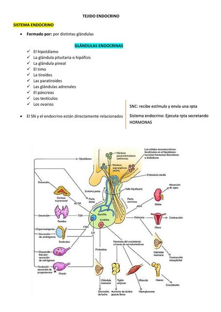 Tejido endocrino