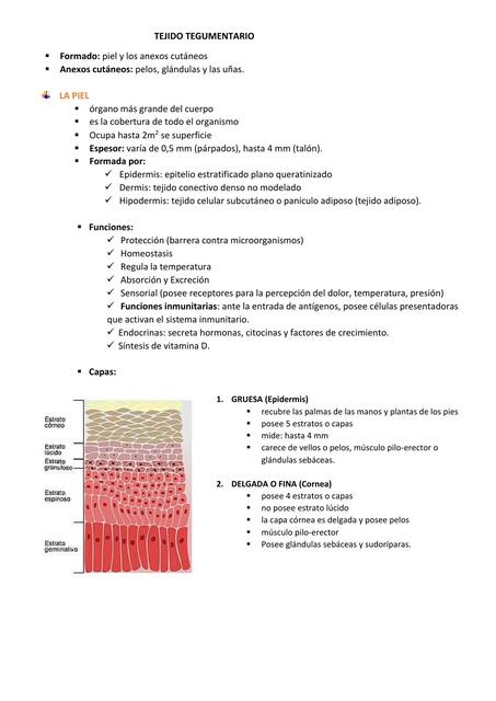 Tejido Tegumentario  