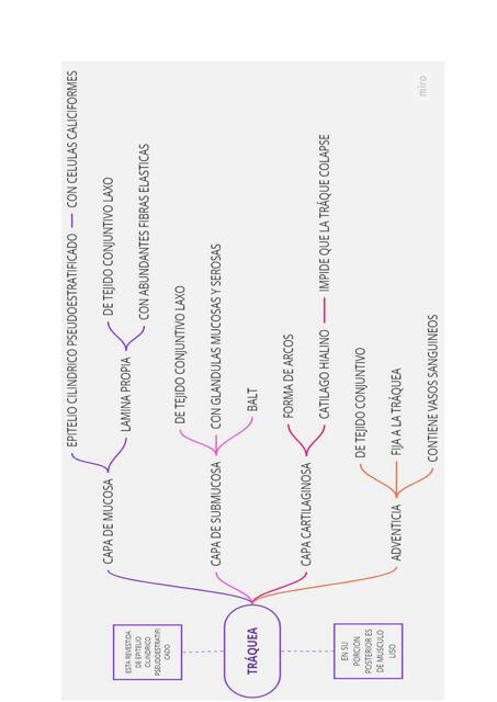 Traquea histologia 