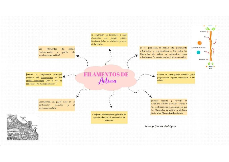 FILAMENTOS DE ACTINA