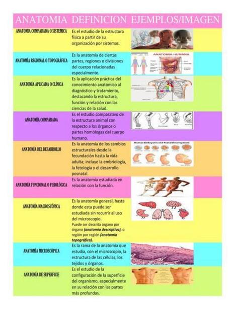 Anatomía definición 