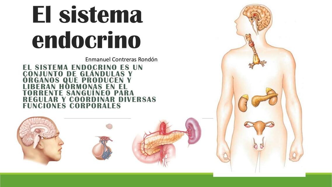 SISTEMA NEUROENDOCRINO EXOCRINAS