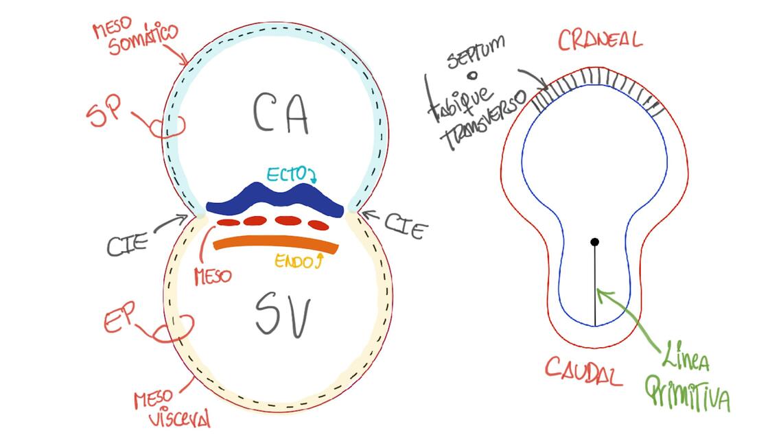 Embrio Cavidades