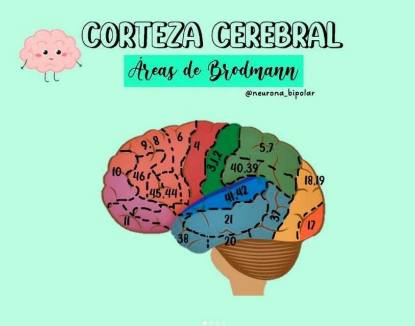 Areas de Brodmann