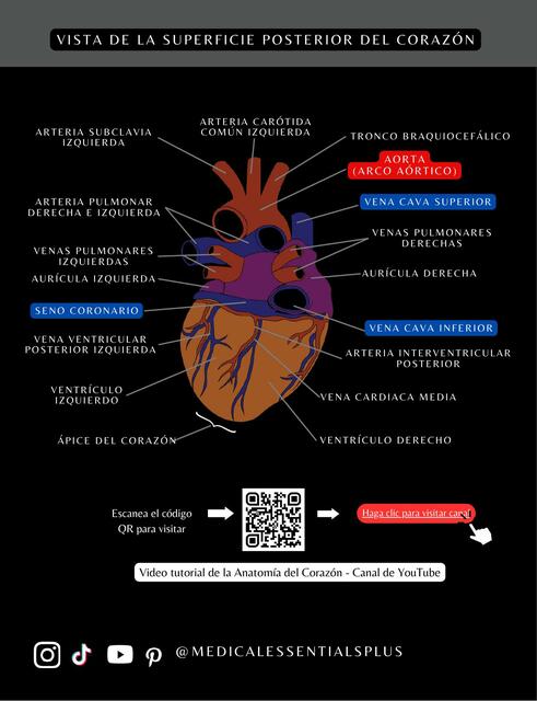 Anatomía del Corazón Vista posterior