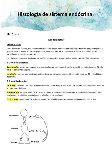 Histologia de endocrino