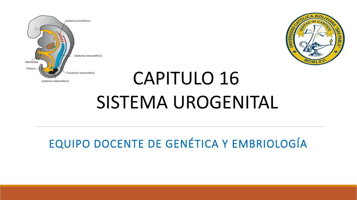 Sistema Urogenital 