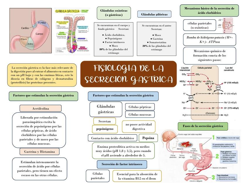 fisiologia de secrecion gastrica H