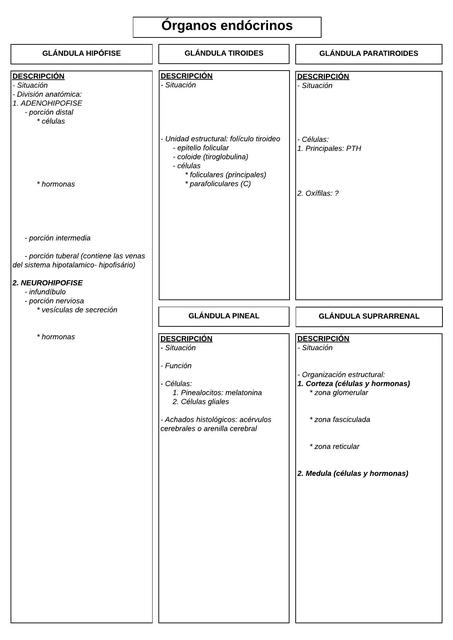 Diagrama Órganos endócrinos