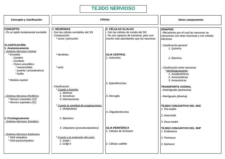 Diagrama Tejido nervioso