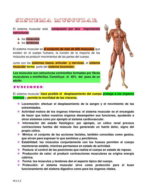 Sistema muscular