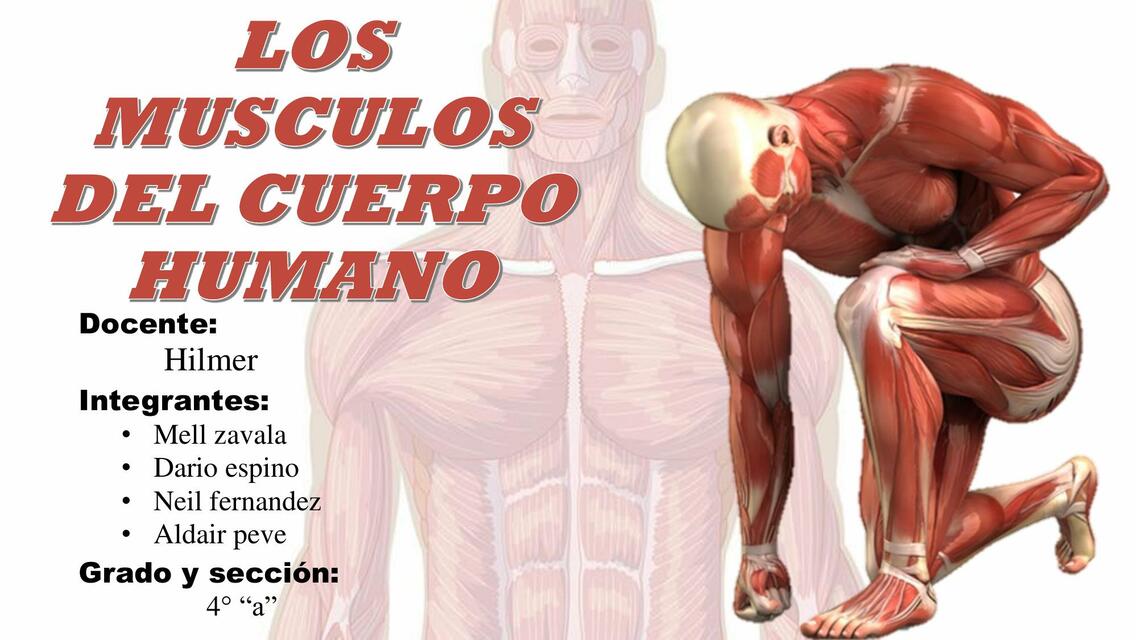 LOS MUSCULOS DEL CUERPO HUMANO