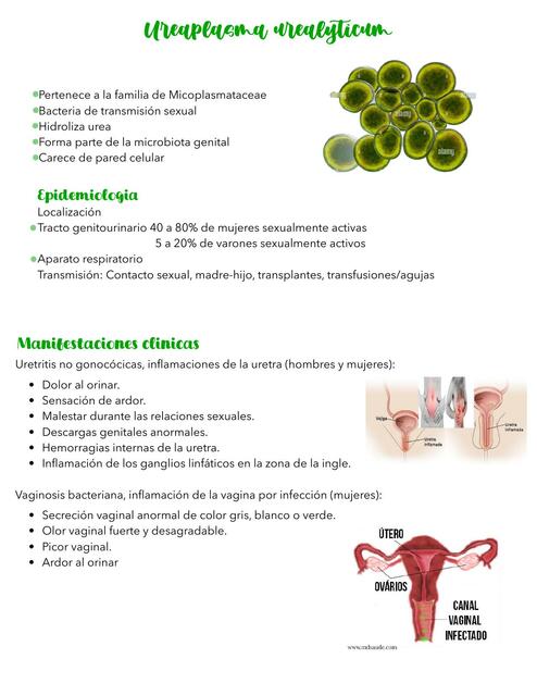 Ureaplasma Urealyticum