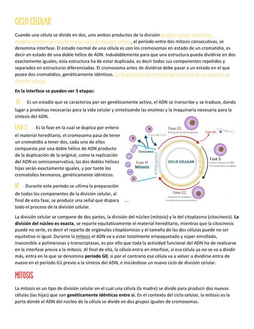 Ciclo celular 